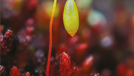 Nature Genetics
