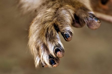 Non-human primate hand via pickpik.com (CC0)