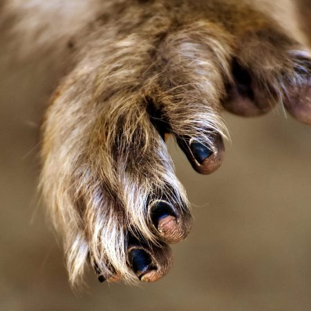 Non-human primate hand via pickpik.com (CC0)