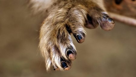 Non-human primate hand via pickpik.com (CC0)